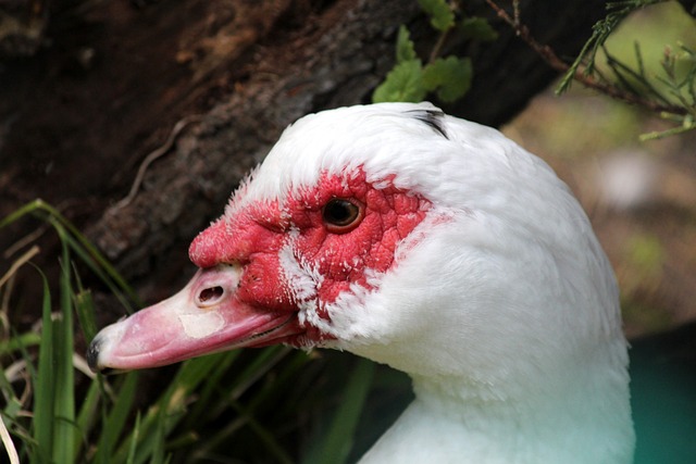 湖人或勇士 湖人或勇士
