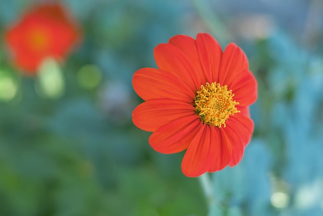 迈阿密国际 迈阿密国际