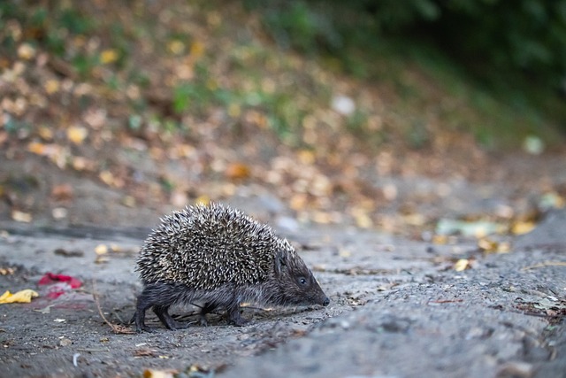 在面对海地 在面对海地